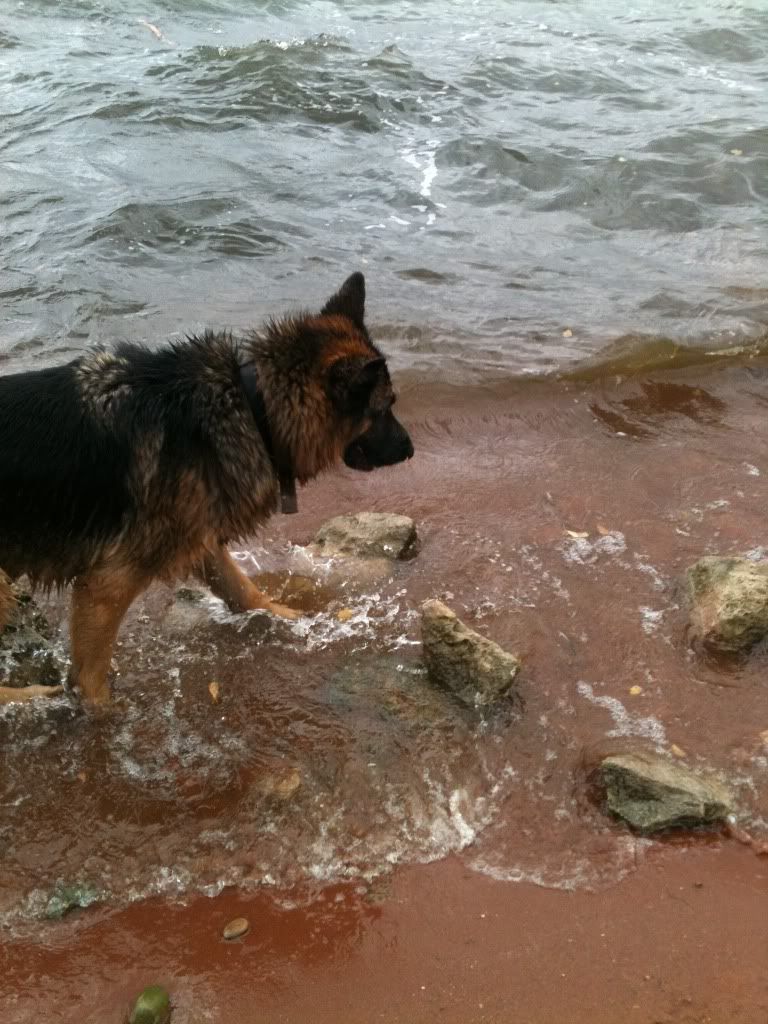 foremark reservoir doggy walk .... massive piccie overload Foremarkreservoir129