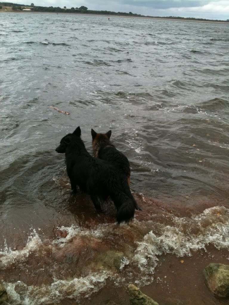 foremark reservoir doggy walk .... massive piccie overload Foremarkreservoir131