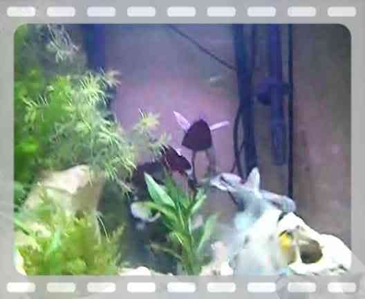 a boring fish video....lol.. Th_sept09009