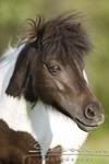 Rosen hoitovihko Shetland_Pony6095