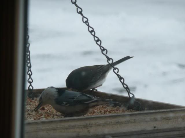 winter bird feeding Picture2529