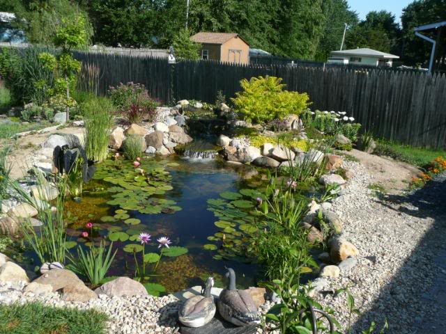 pond pictures from last summer on a cold winter's day Pondwalkourpondourpets08-21-09085