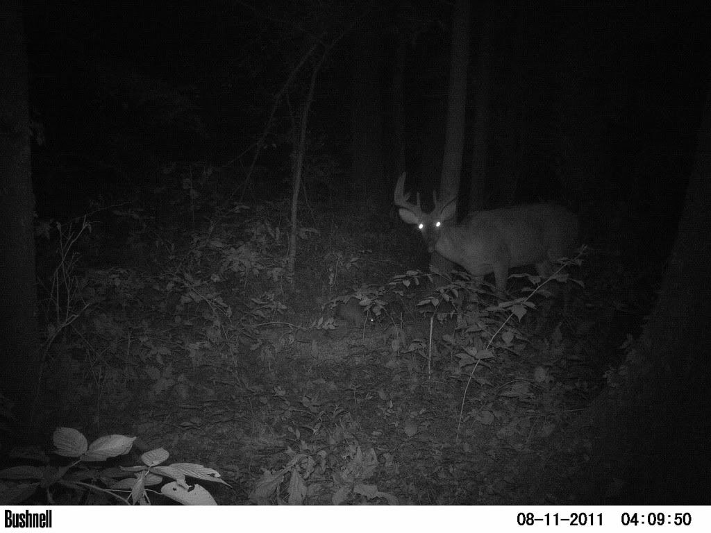 good bucks on camera this year PICT0507