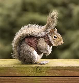 منتدى هواة تربية الحيوانات الأليفة Squirrel_in_sweater_part_tr_1