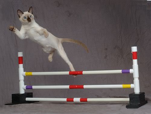 Make delajo agility Agility11