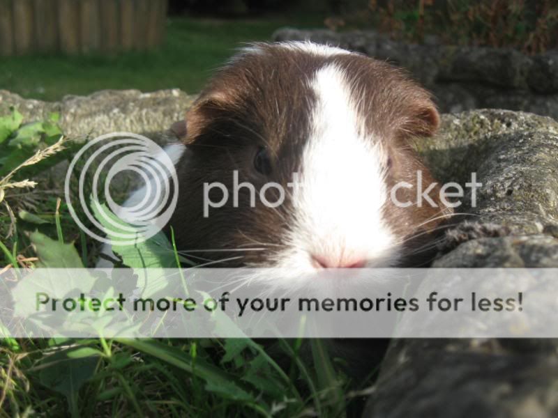 Mmm.....Dandelions leaves Bundlesoffur008