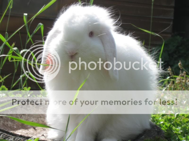 Mr Arran, cashmere lop photos Chunksofhandsominess054