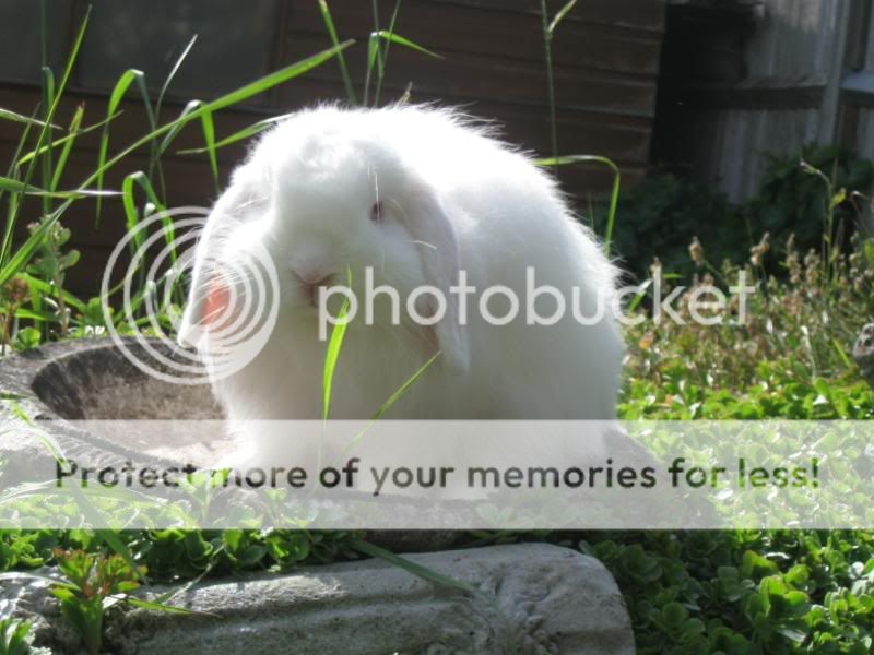 Mr Arran, cashmere lop photos Chunksofhandsominess055