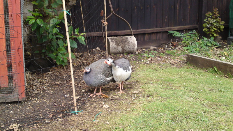 help with small pigeon loft.(we now have birds) - Page 6 Youngbirds006