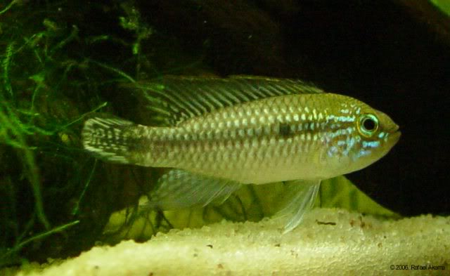 Apistogramma agassizii "Manaus" Male2