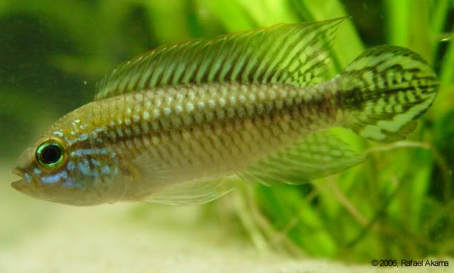 Apistogramma agassizii "Manaus" Male5