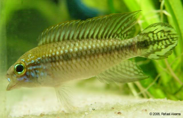 Apistogramma agassizii "Manaus" Male6