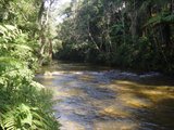 Parque Estadual Carlos Botelho - São Paulo/Brasil Th_DSC06893