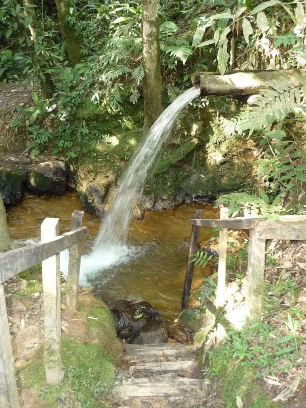 Parque Estadual Carlos Botelho - São Paulo/Brasil P1010763