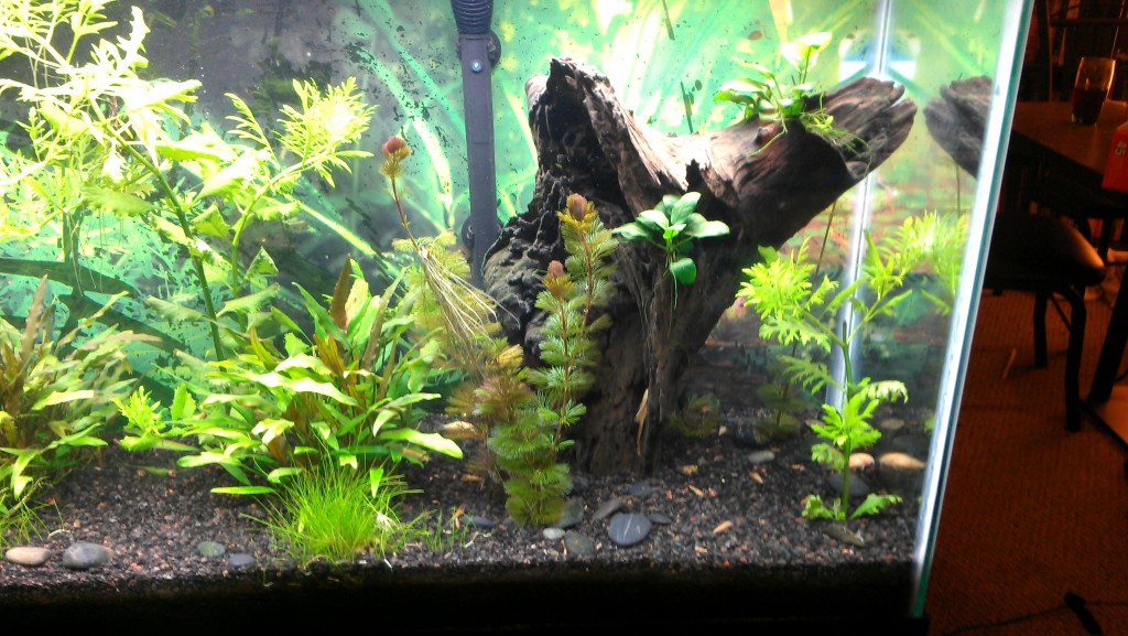 My 55 planted  IMAG0139-22