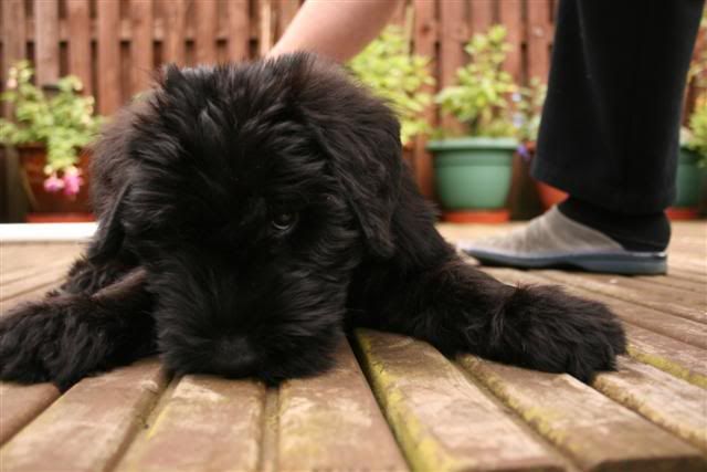 Giant Schnauzer pup :) IMG_1294Small