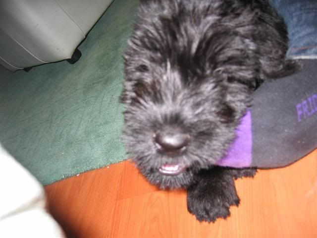 Giant Schnauzer pup :) IMG_1638Small