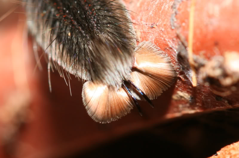 Tarantula Toes! Belletoe