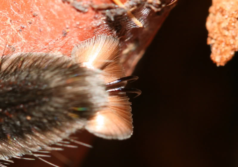 Tarantula Toes! Belletoe1