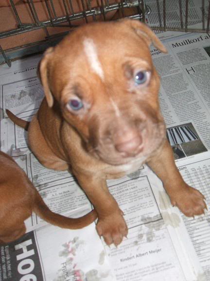 Our new Red Rednose Pitbull pup! DSCF1543