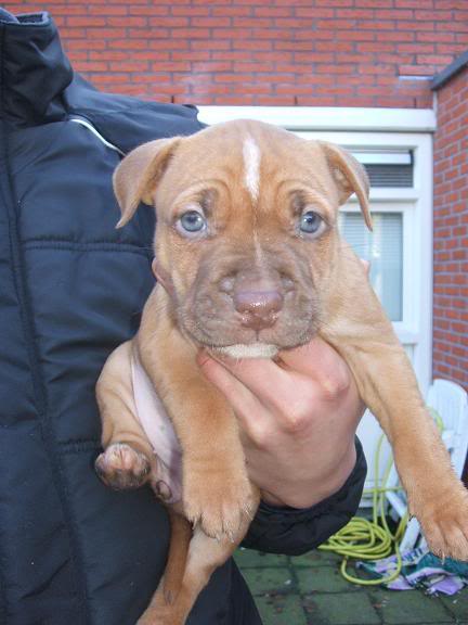 Our new Red Rednose Pitbull pup! DSCF1551