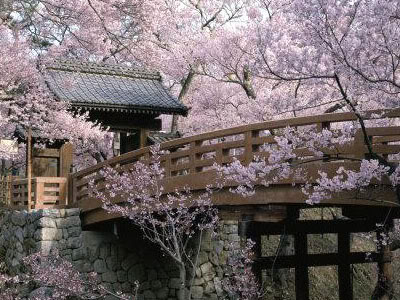 Florecen los cerezos en Japón. Cerezoenflor