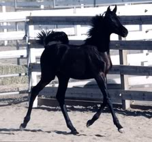 Black Beautys Black