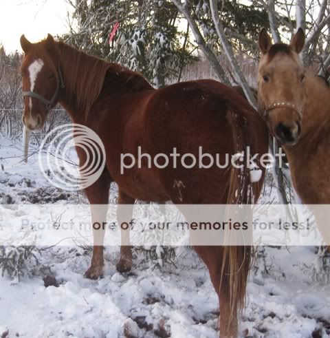 Some Snow/Mud Pictures 023