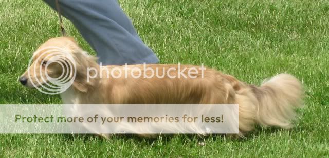 Dog Show Pictures 046