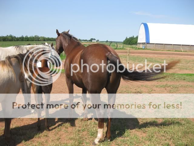 The Horse Family in our Backyard! TJ-2