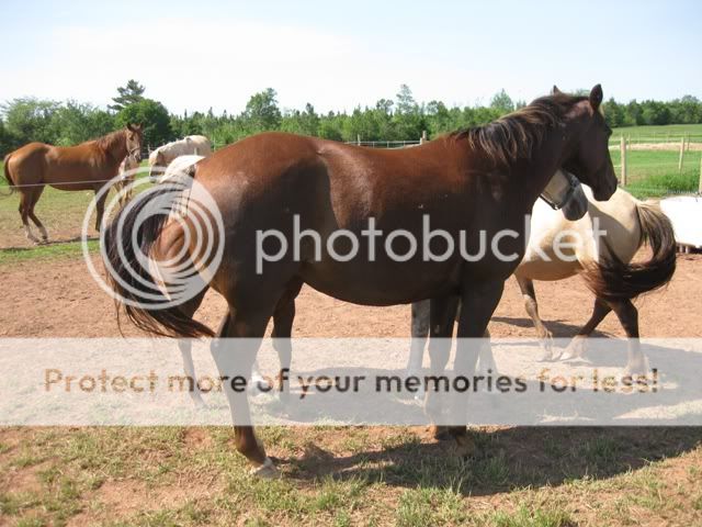 The Horse Family in our Backyard! TJ2-2