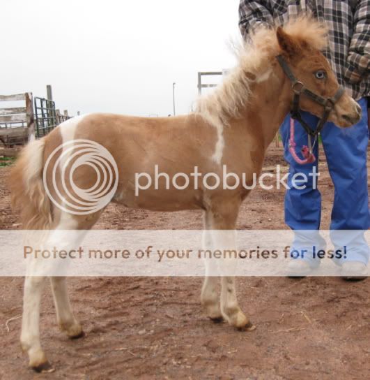 Miniature Weanling Filly B3