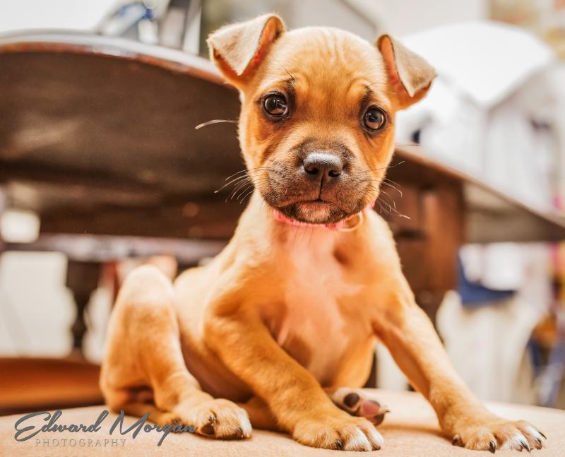 Poppy the 10 week old Staffy cross with american bulldog. 574A3217_zpsfdb1fa15