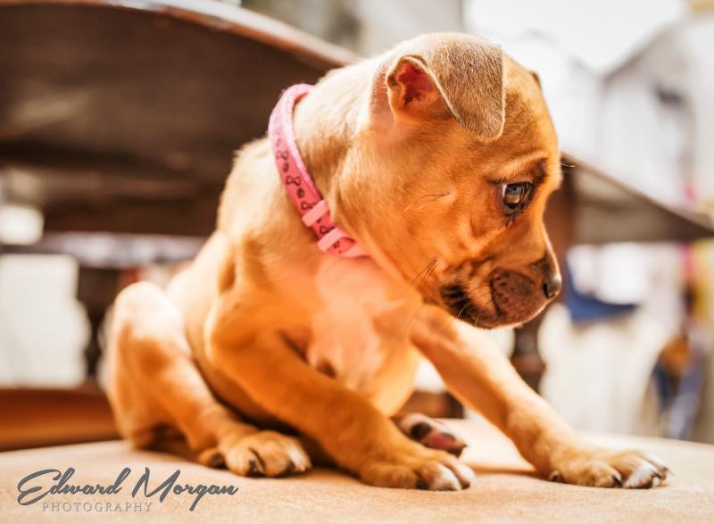 Poppy the 10 week old Staffy cross with american bulldog. 574A3219_zpsbc5bb057