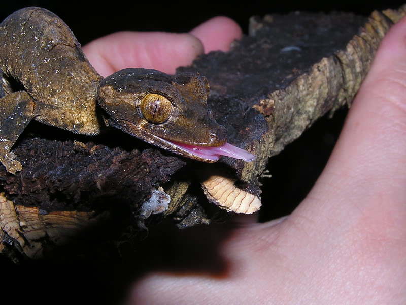 Les espèces reconnues du Genre Uroplatus 2007-03-11009