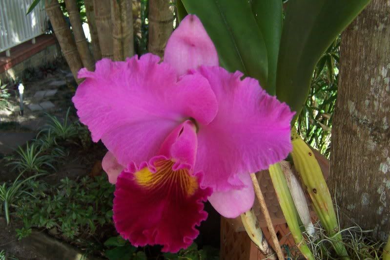 Cattleya Independence Day 001