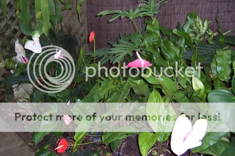 Anthuriums 100_2131