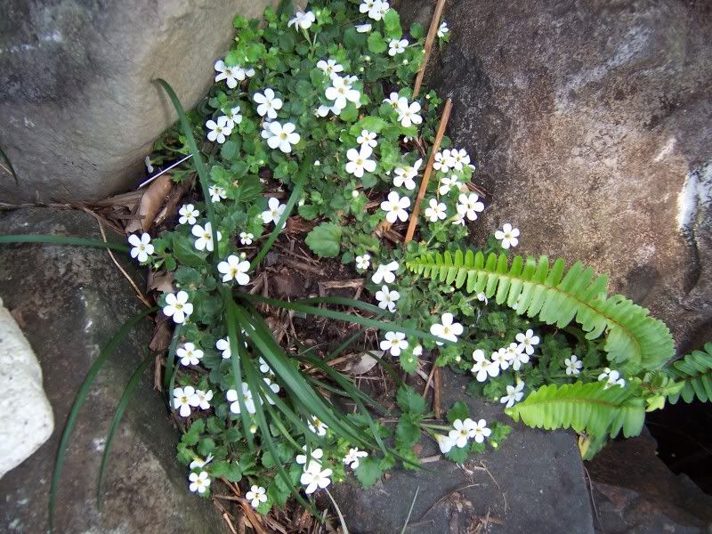 Bacopa (white) 100_2218