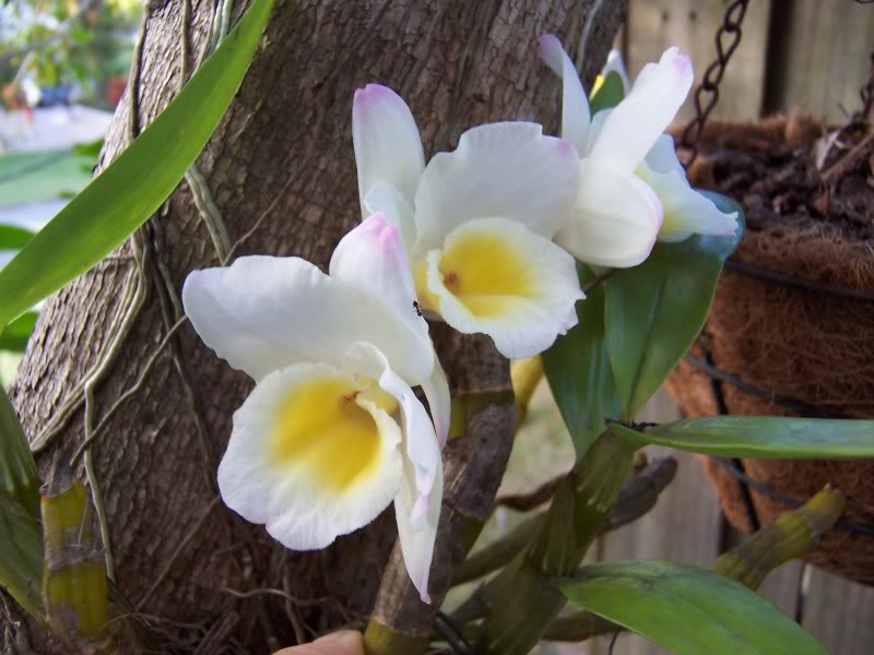 Soft Cane Dendrobium 100_2227