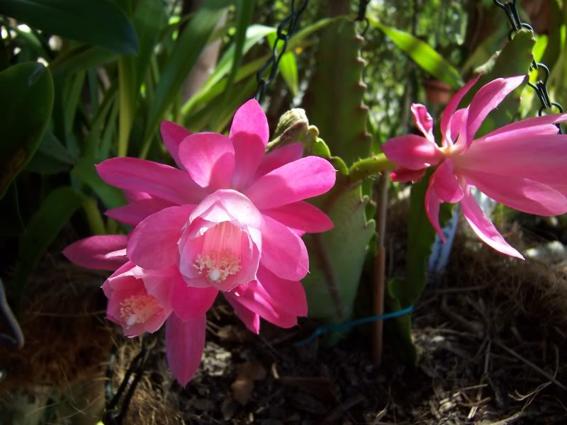 Who are the Epiphyllum growers? 100_2270