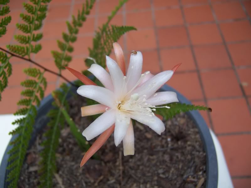 Who are the Epiphyllum growers? 100_2299