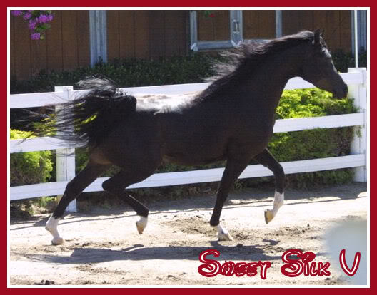 Sweet Silk V Sweetsilk3