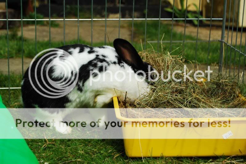 Play Play Play! Domino and Pebbles! Picture064