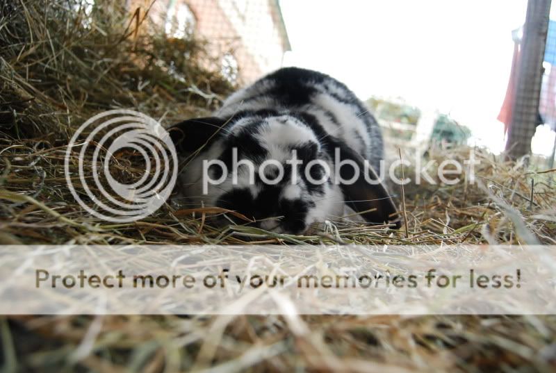 Benji Bunny and my Gang DSC_0091