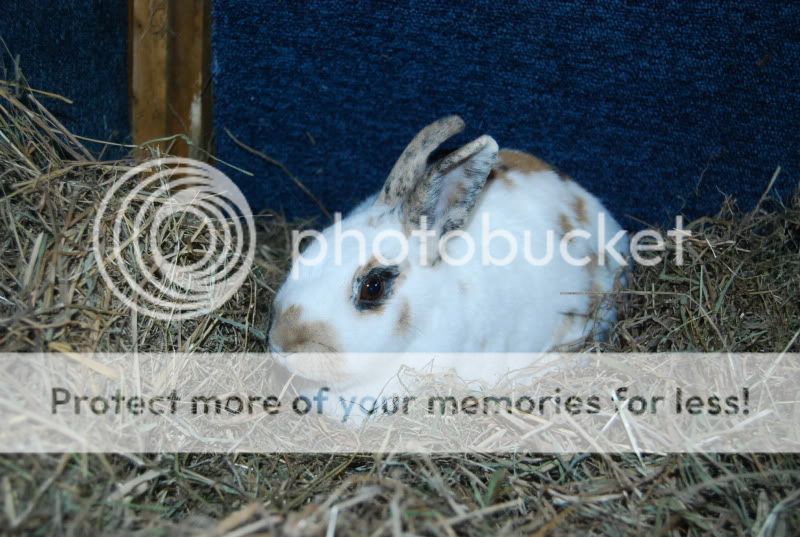 Benji Bunny and my Gang DSC_0101