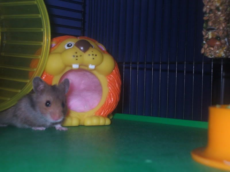 Monty - my little friend Hammie1