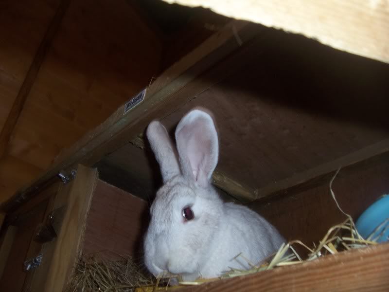 doris and daisy have there new home Rabbits_in_there_new_shed_005