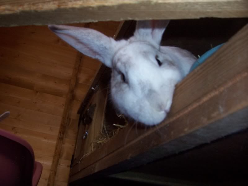 doris and daisy have there new home Rabbits_in_there_new_shed_006