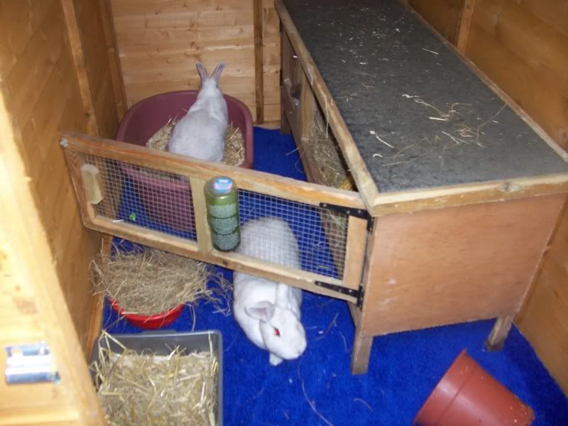 doris and daisy have there new home Rabbits_in_there_new_shed_009