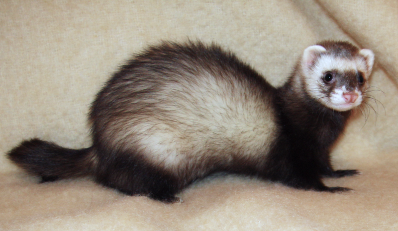 Evento de Marzo - HOGWARTS Ferret_2008_zpsc6821b3c